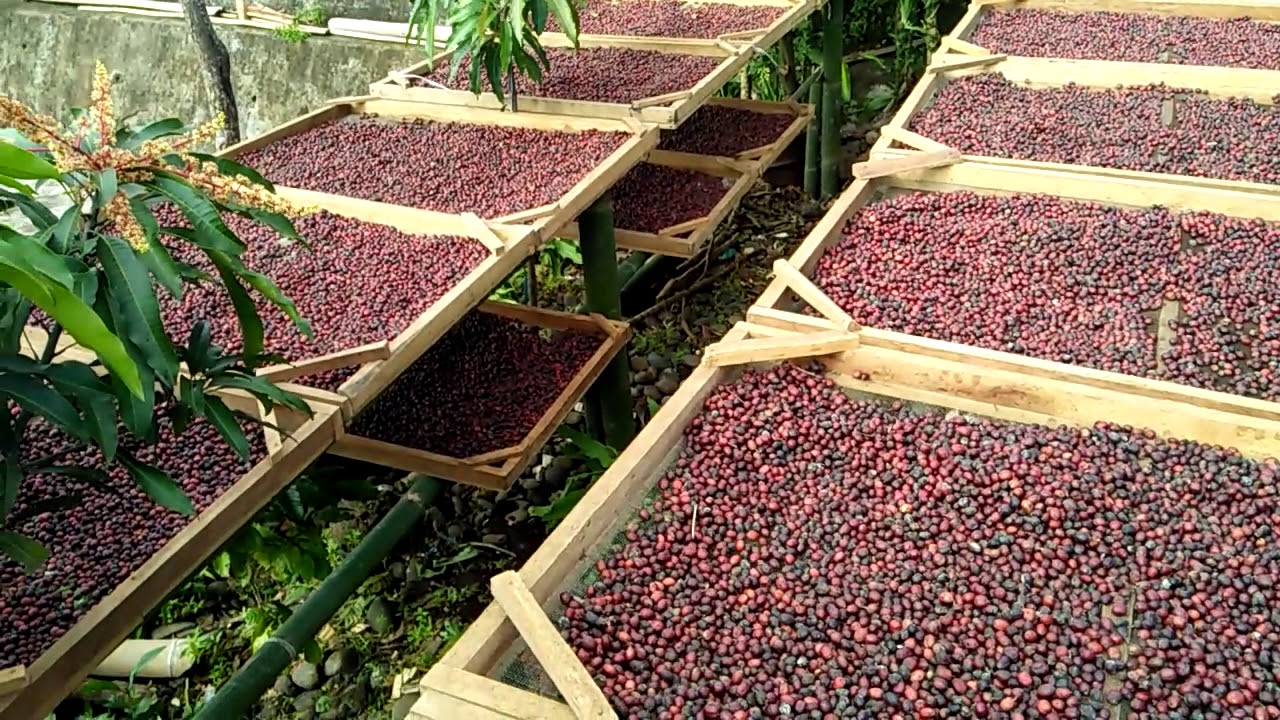 Pengeringan