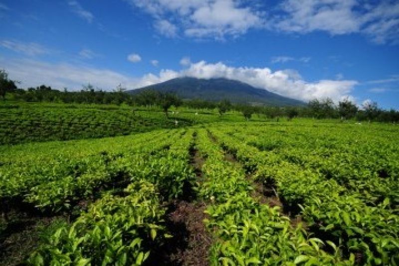 Kebun