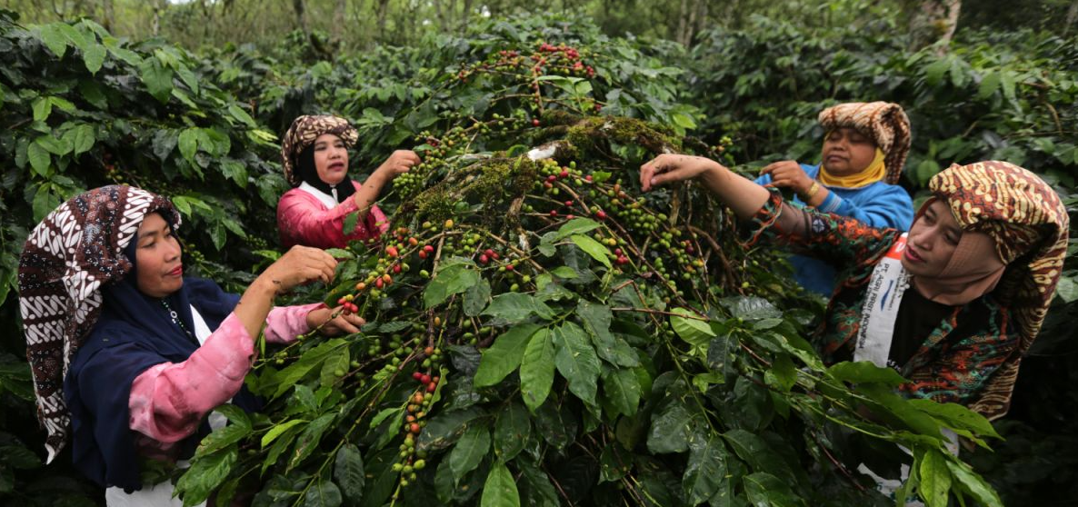 Petani 2